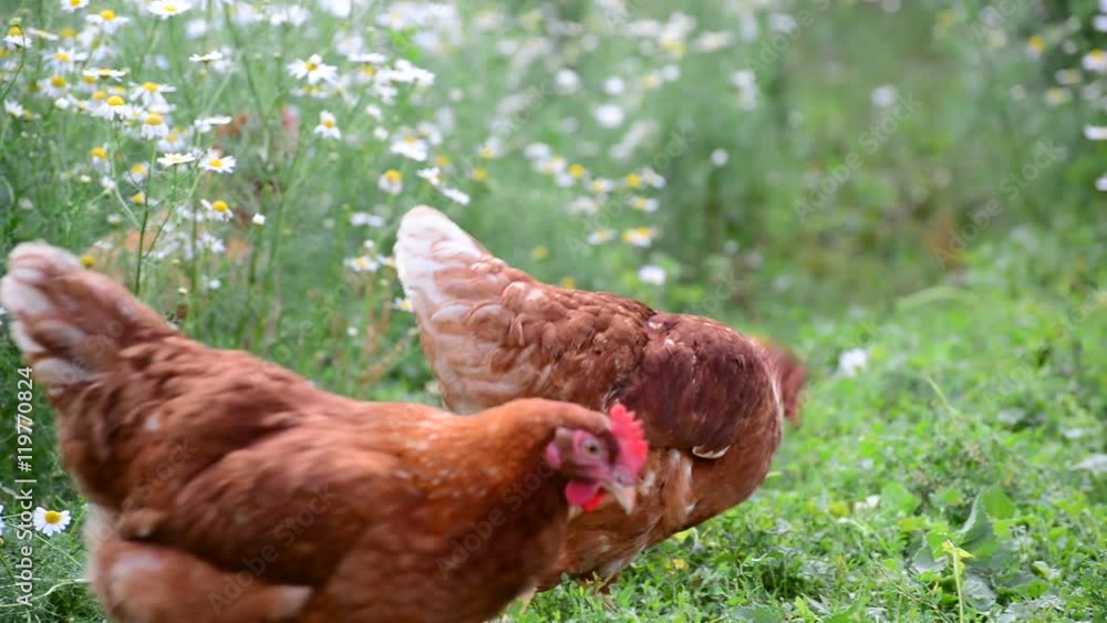 Pedigree Hens eating grass in nature Pedigree Hens eating grass in nature