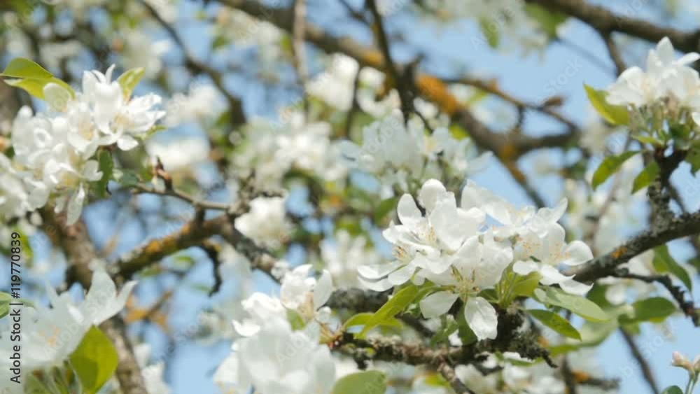 Bee collects honey on an apple tree blossom. Slow motion. Bee collects honey on an apple tree blossom. Slow motion.