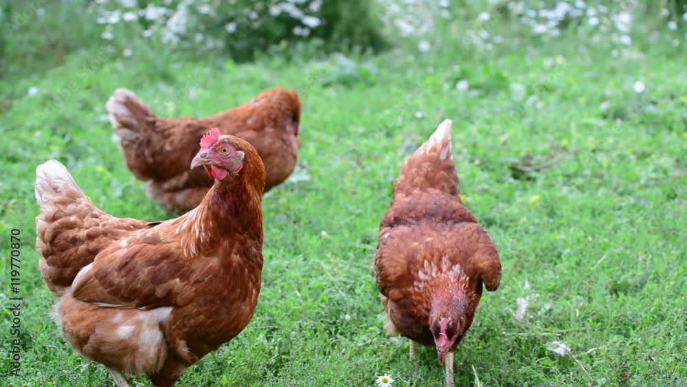 Pedigree Hens eating grass in nature Pedigree Hens eating grass in nature