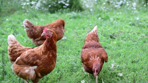 Pedigree Hens eating grass in nature