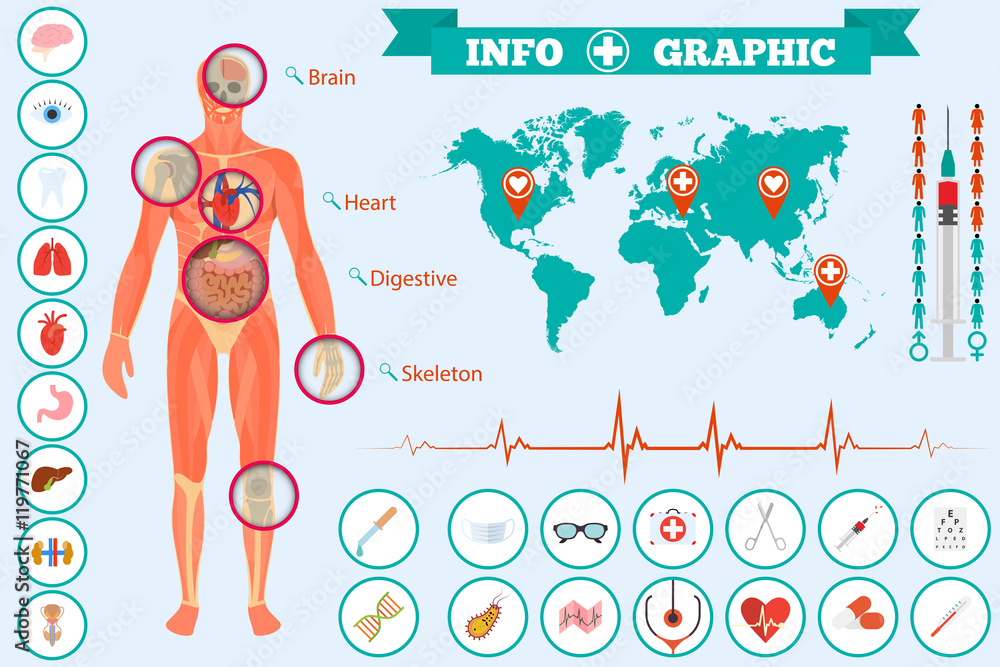 Medical anatomy infographics Stock Vector | Adobe Stock