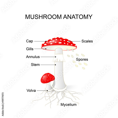 Parts of a mushroom. Amanita
