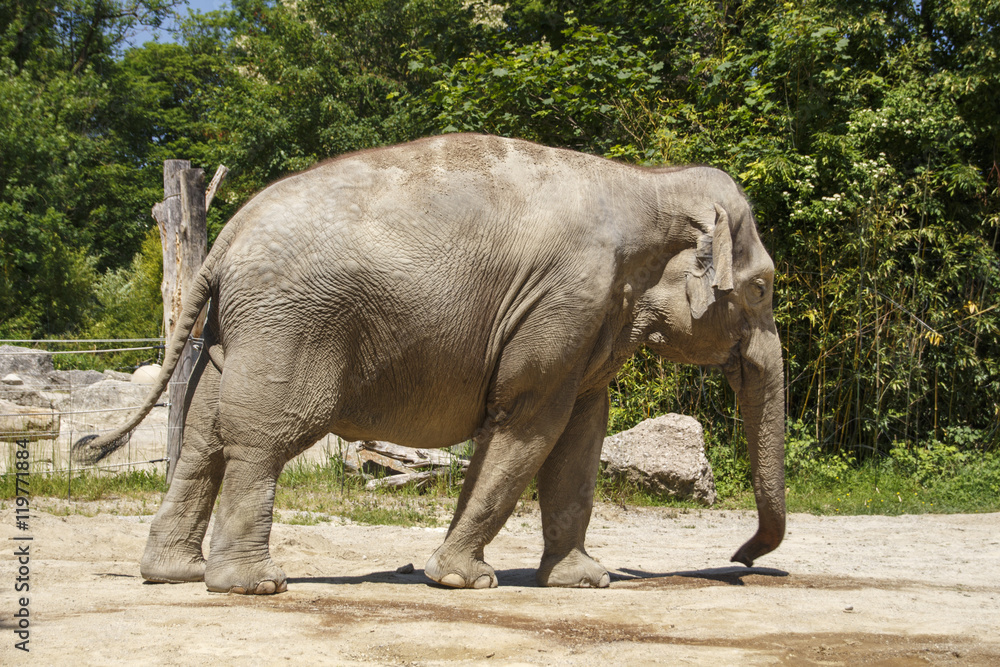 Fototapeta premium Asian Elephant, 2015