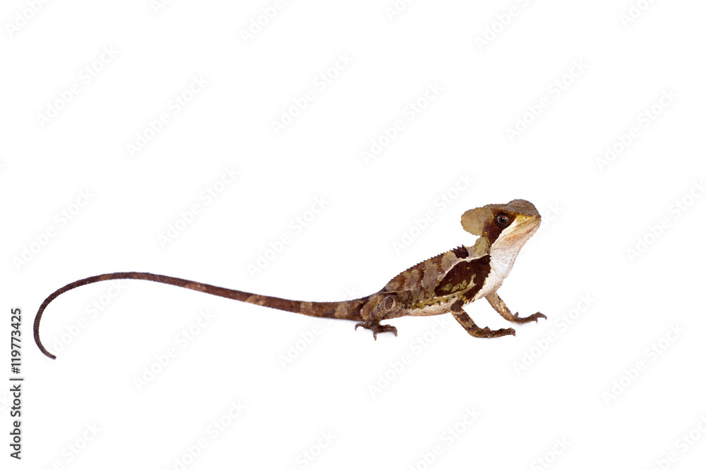 Fototapeta premium Hernandezs helmeted basilisk on white