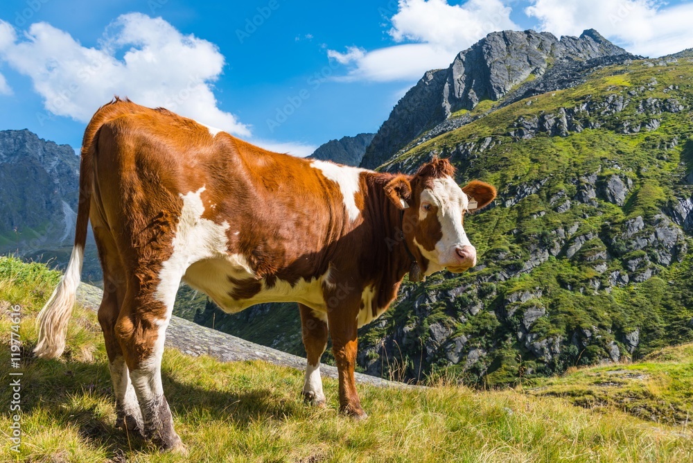 Fleckvieh in den Stubaier Alpen Fleckvieh in den Stubaier Alpen