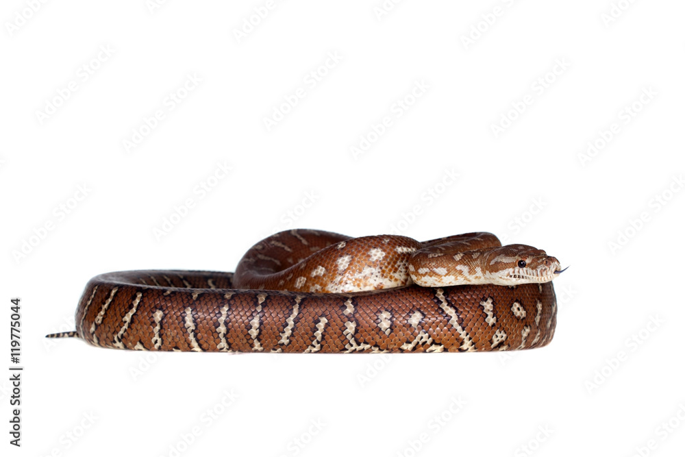 Fototapeta premium Centralian carpet python on white