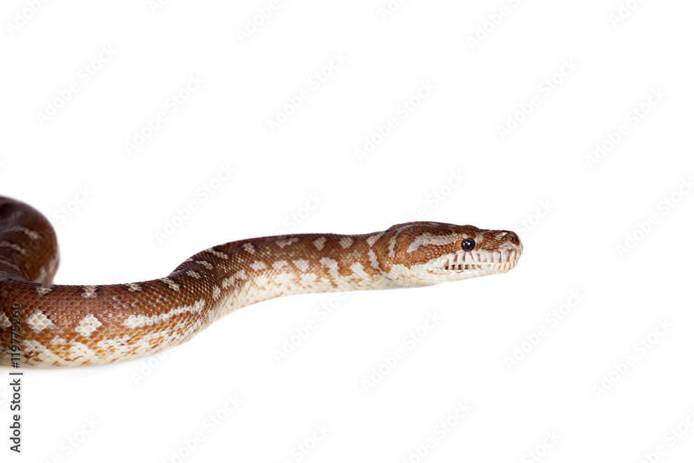 Obraz premium Centralian carpet python on white