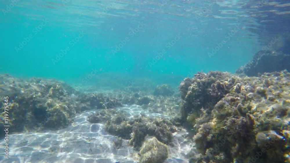 underwater view of a rocky seabed underwater view of a rocky seabed