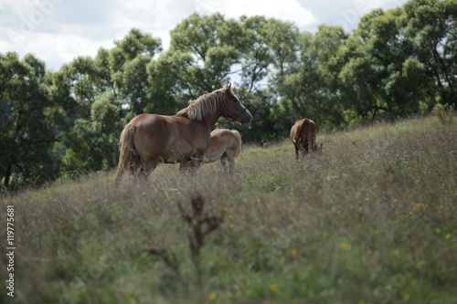 horse family on green grass - Polish landscape © agarianna