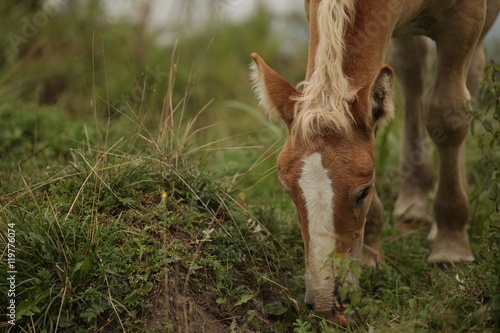 horse portrait on green grass - Polish landscape