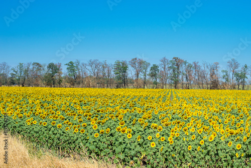 field of blooming sunflowers on a background sunset  sunflower harvest. Seasonal hay fever.