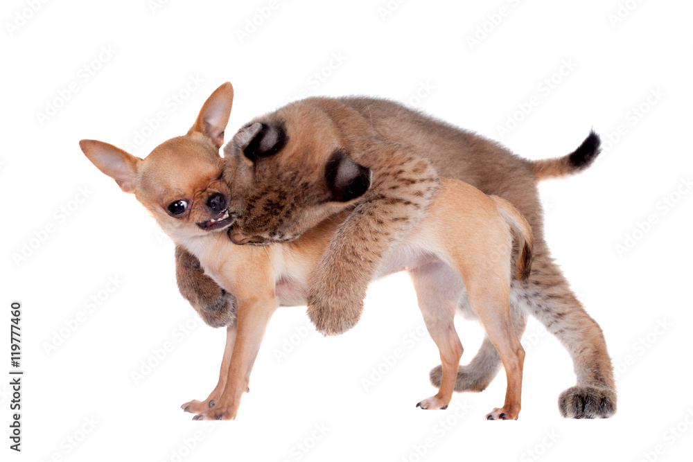 Obraz premium Eurasian Lynx cub with chiahuahua dog