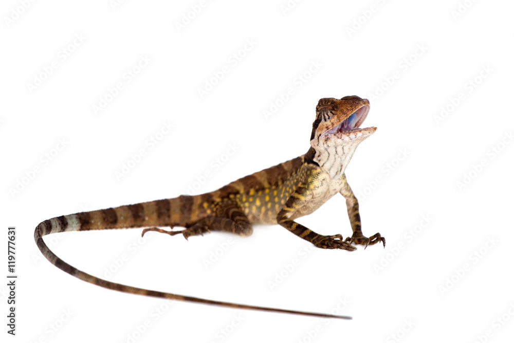 Fototapeta premium Gonocephalus grandis on white