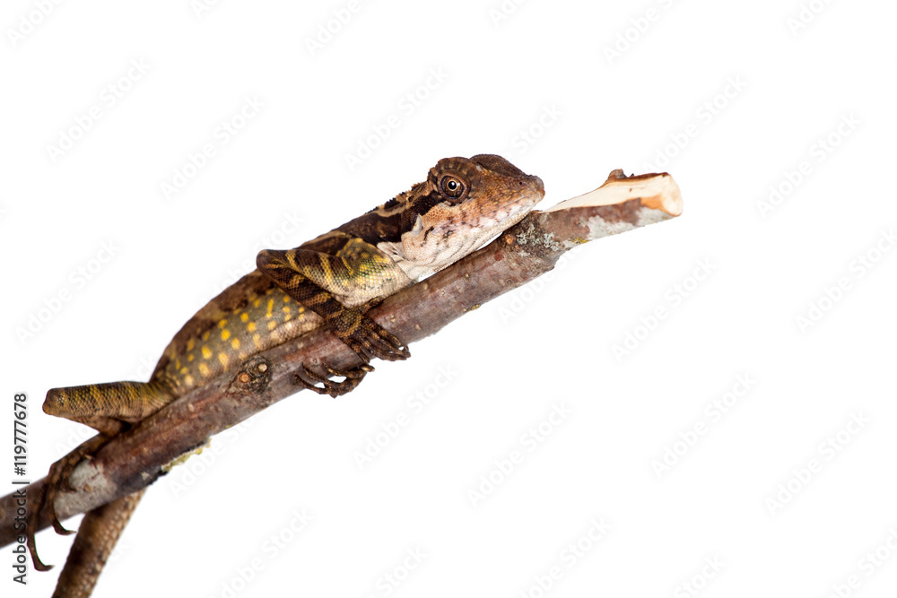 Gonocephalus grandis on white Gonocephalus grandis on white