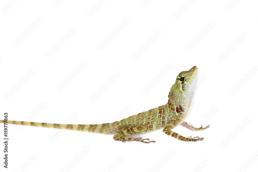 Fototapeta premium Dactyloa latifrons on white