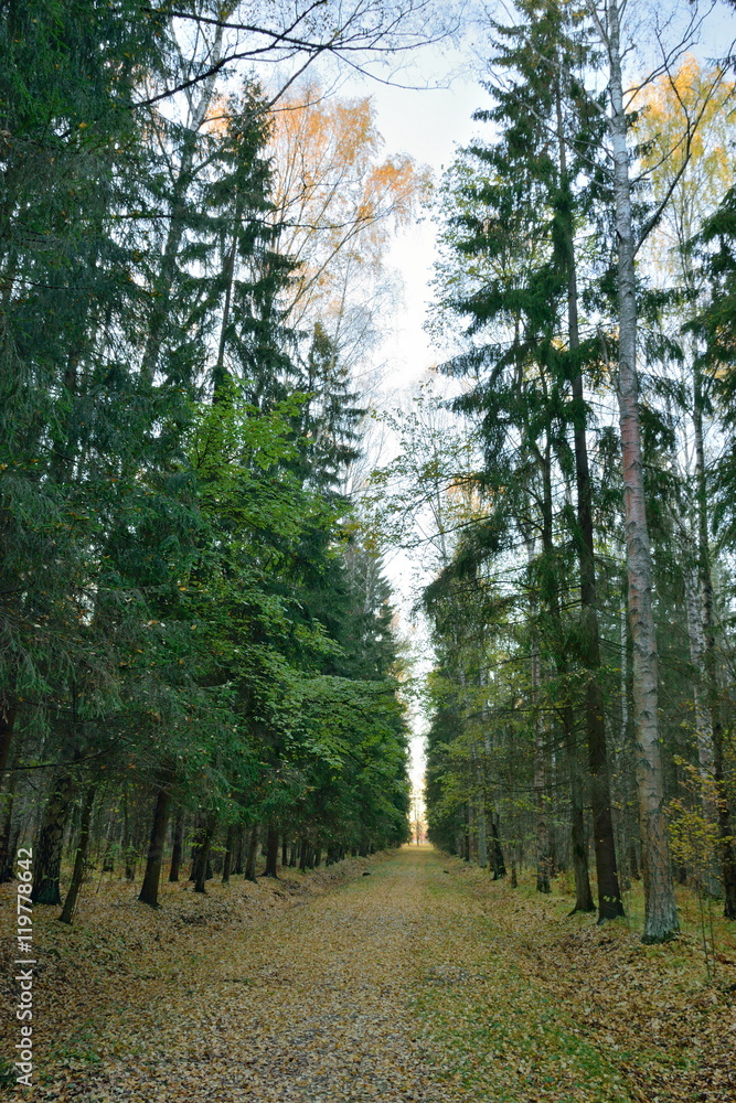Fototapeta premium Fir alley in late autumn in the Park. Pavlovsk