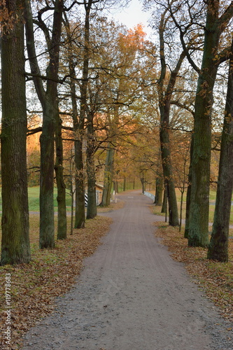 Oak alley in late autumn at sunset. Pavlovsk