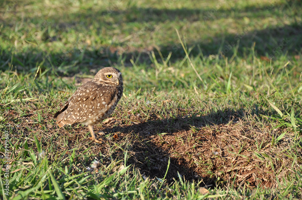 Owl looking ahead carefully with its nest hole in front of him. Grass background. Owl looking ahead carefully with its nest hole in front of him. Grass background.