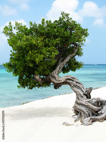 Принти на полотні Divi Divi Tree with Gentle Waves on the Beach