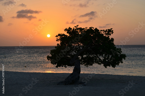 Silhouetted Divi Divi Tree in Aruba photo