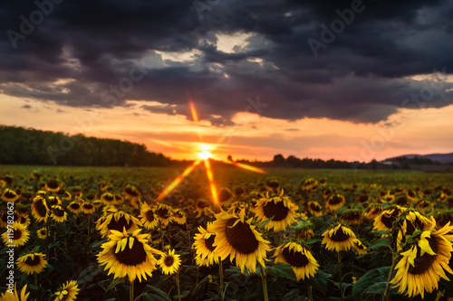 Fototapeta Naklejka Na Ścianę i Meble -  A field of sunflowers at sunset