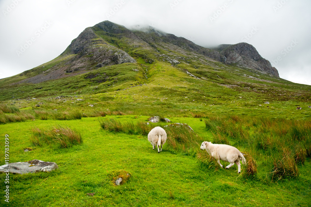 sheep grazing in the amazing landscape of Scotland, under huge mountain