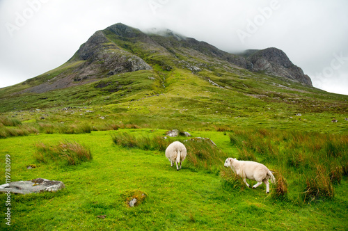 Valokuvatapetti sheep grazing in the amazing landscape of Scotland, under huge mountain