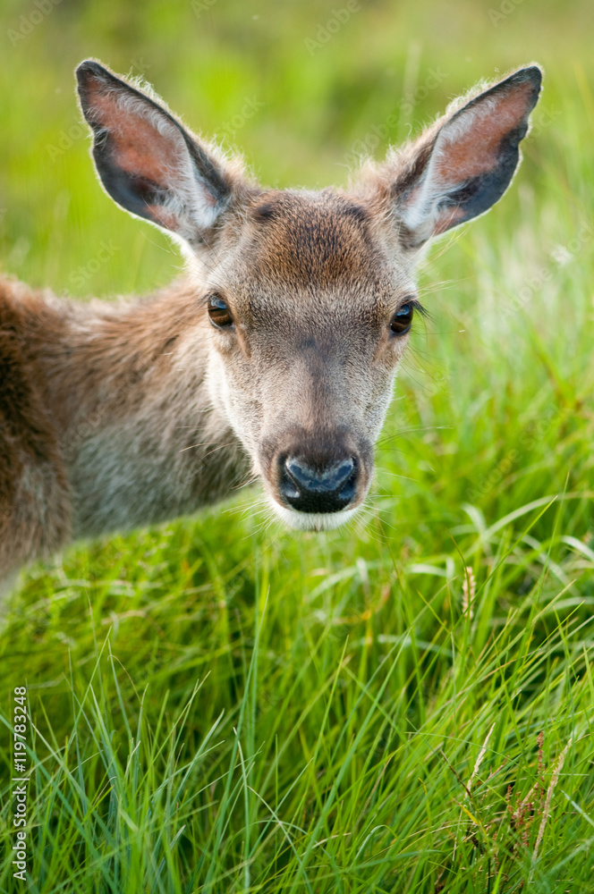 whitetail buck portrait, curiously grazing in the high grass