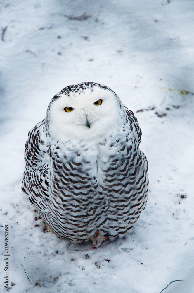 Fototapeta premium Snow owl sitting
