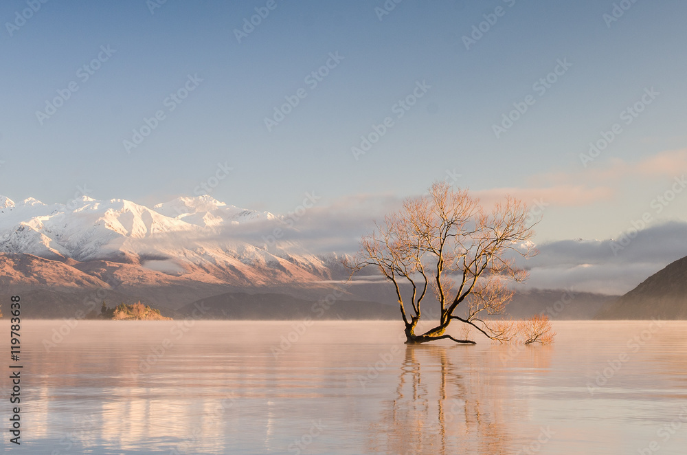 Fototapeta premium Crooked tree at lake Wanaka, New Zealand
