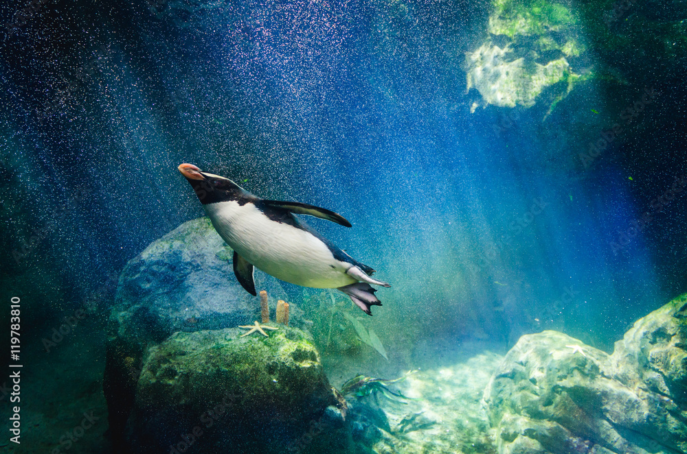Fototapeta premium Nurkowanie na pingwinach