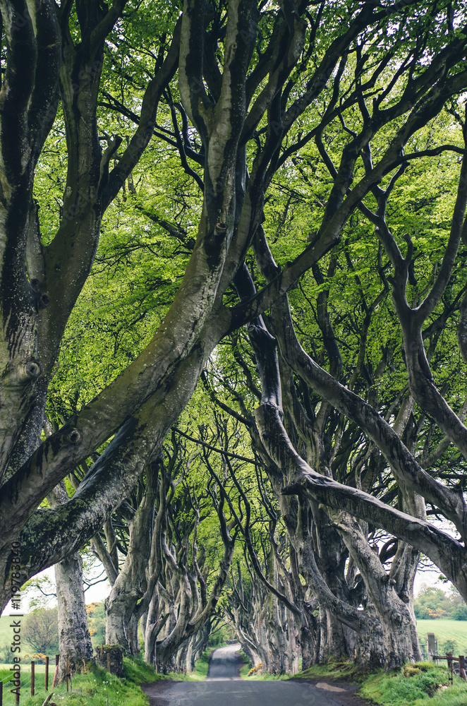 Fototapeta premium majestic tree alley