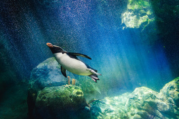 Fototapete Pinguin Pinguin taucht ins kalte Meer  © mdurinik