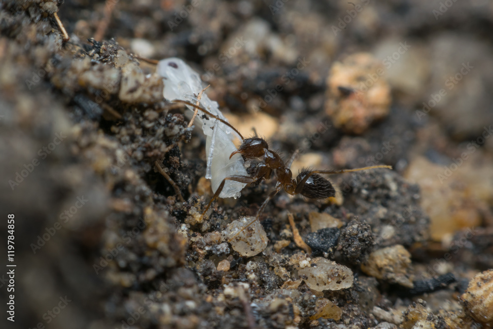 Macro of insect black ant