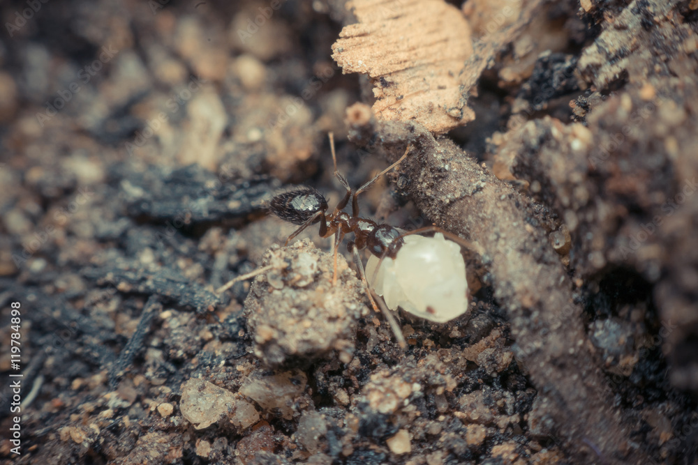 Macro of insect black ant