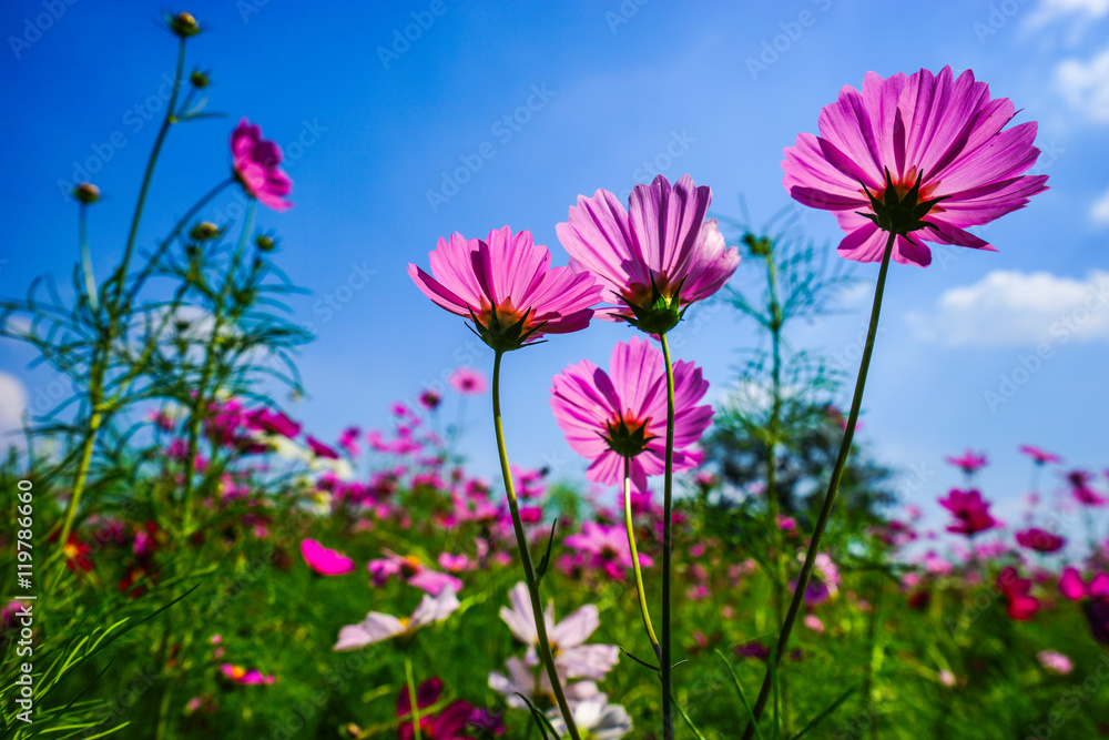 Cosmos flowers / Cosmos flowers farm in clear sky day. Cosmos flowers / Cosmos flowers farm in clear sky day.