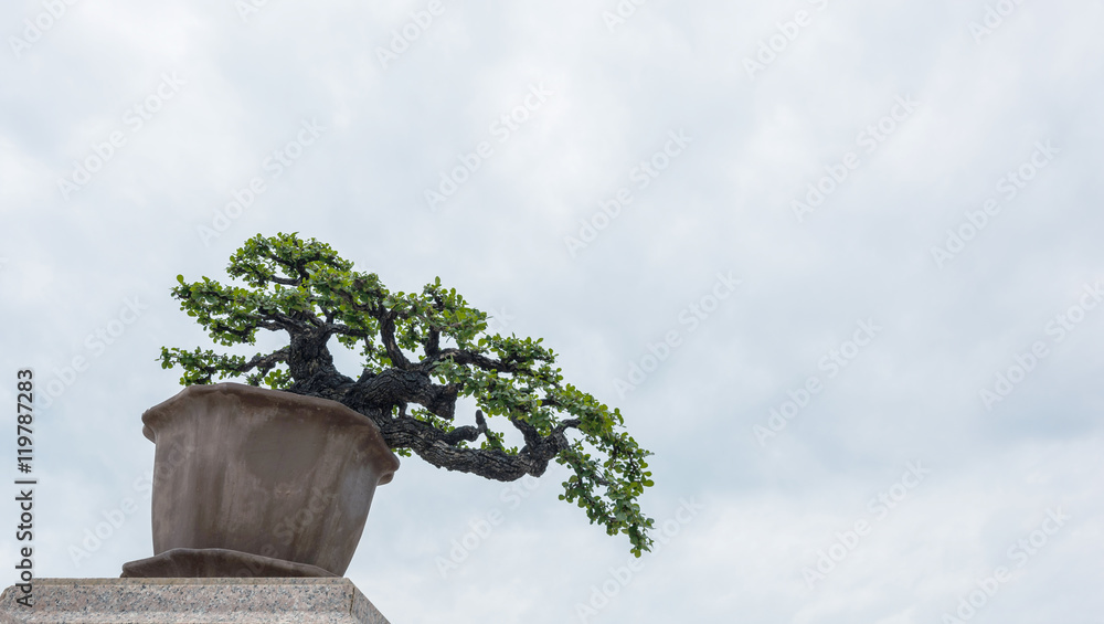 ficus bonsai tree on cloudy sky ficus bonsai tree on cloudy sky