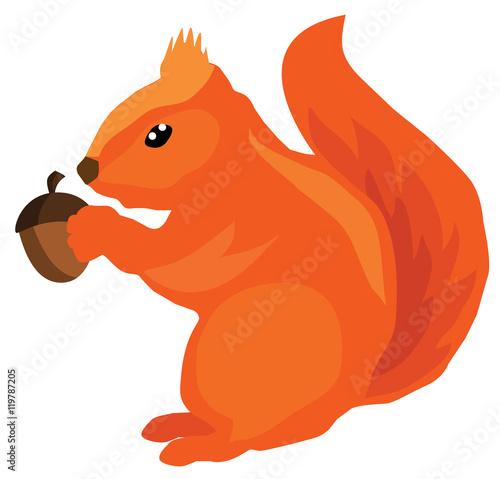 vector squirrel with acorn