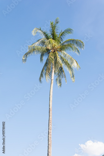 coconut tree with bluesky background