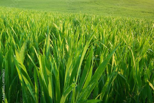 Green grass texture. photo