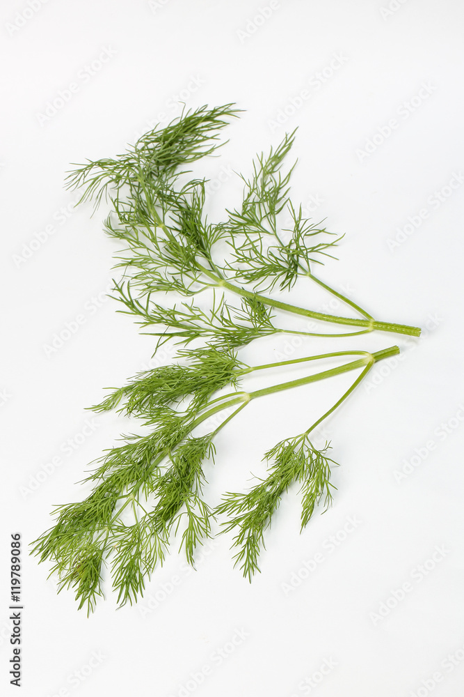 Dill green herb Dill green herb