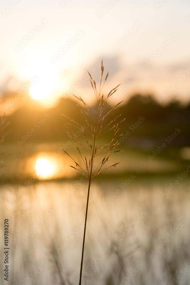 Chrysopogon aciculatus and sunset Chrysopogon aciculatus and sunset