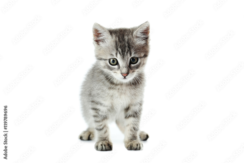 Obraz premium Beautiful cat isolated on white background