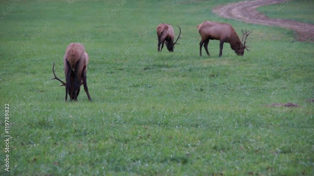 Red Deer grazing in a Smoky Mountain pasture at dusk Red Deer grazing in a Smoky Mountain pasture at dusk
