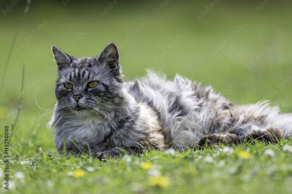 Long haired domestic cat