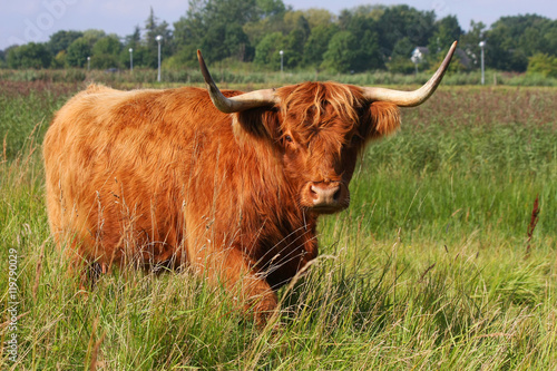 Highland Cattle  Bos taurus .