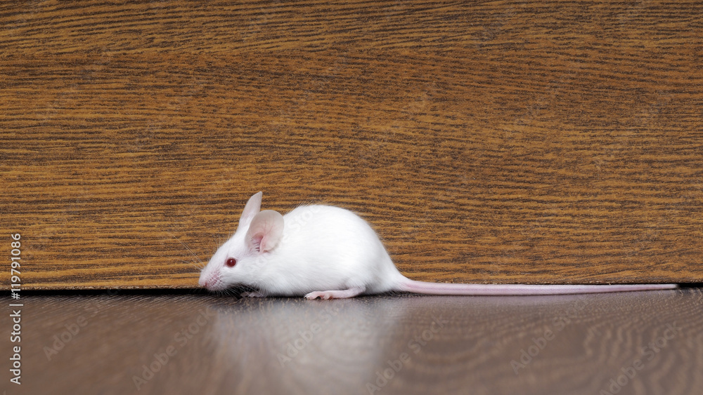 White mouse with red eyes sitting on the floor. Very long pink tail rodent  Stock Photo | Adobe Stock