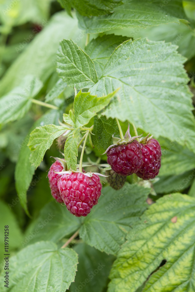 Red raspberry fruit on the plant. Red raspberry fruit on the plant.