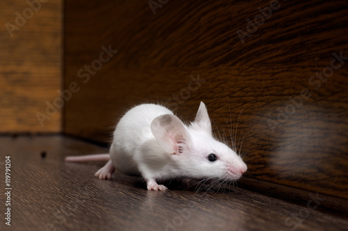 White mouse sits on the floor. Portrait of a rodent