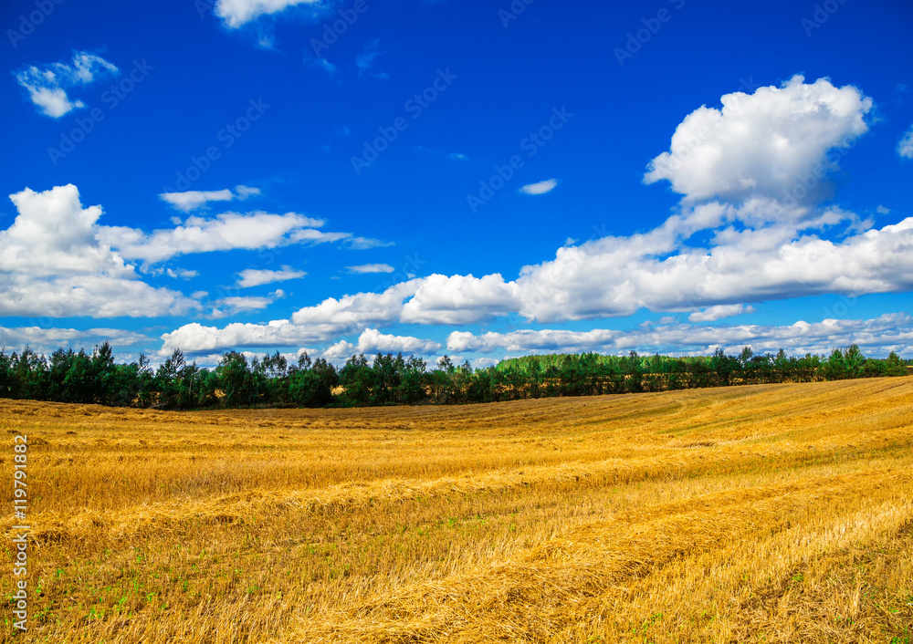 landscape in the background of blue sky